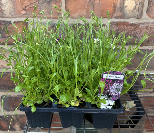Pack bush lobelia - of,