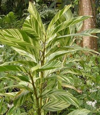 Alpinia zerumbet variegata