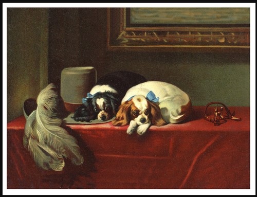 Cavalier king charles spaniel - cavalier,