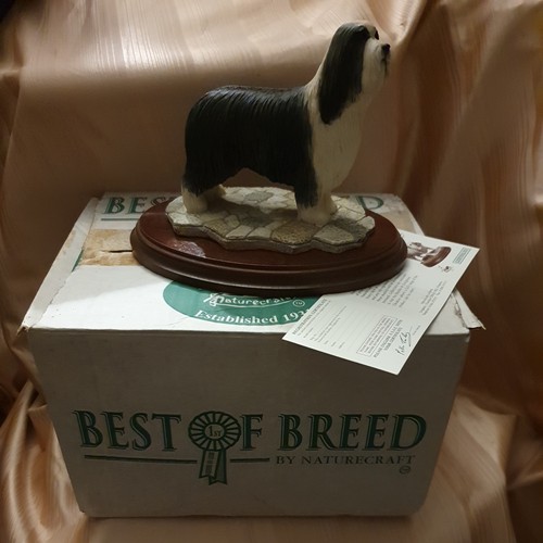 Bearded collie best breed - bearded,