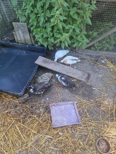 Pack call duck - pack,
