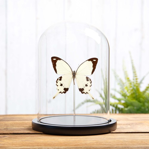 African swallowtail taxidermy - swallowtail,