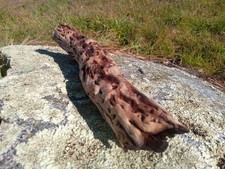 Natural Manzanita Hollowed Out