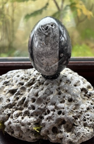 Orthoceras fossil stone egg - fossil,