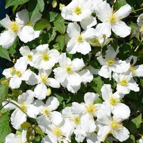Clematis montana alba climber - montana,