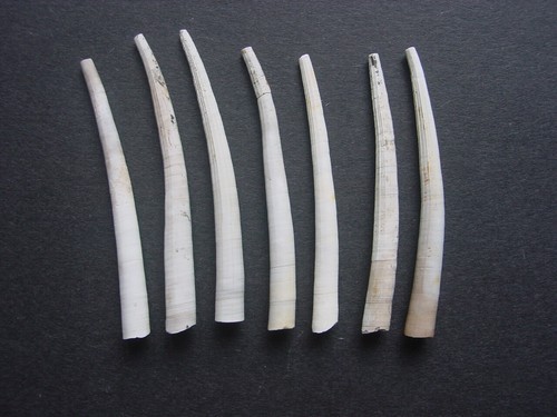 Bartonian eocene dentalium - 7,