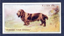 COLOURED FIELD SPANIEL - R.J