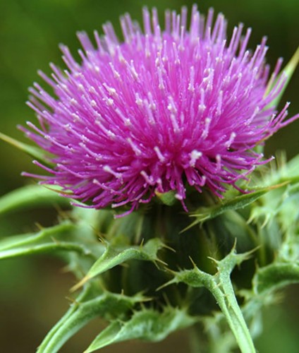Milk thistle plug plants - thistle, x