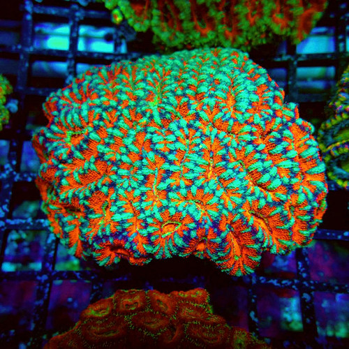 Wysiwyg acan lord coral - lord,