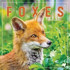 Foxes Calendar 2026 - Animal -