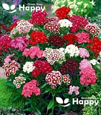 SWEET WILLIAM FLOWER MIX - HERALD OF SPRING - 700 SEEDS - Dianthus barbatus
