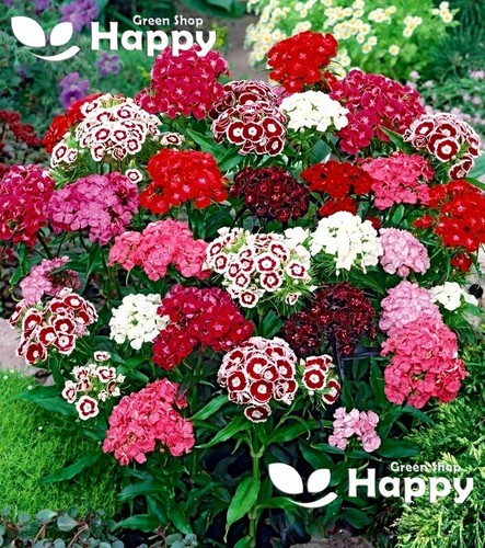 Sweet william flower - sweet,