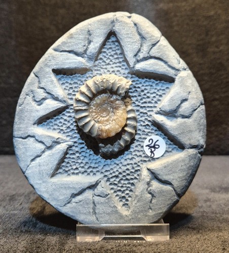 Nodule with calcite ammonite - with,