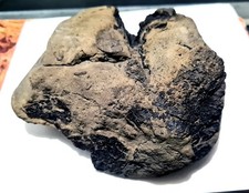 Medium Size, Heavily Worn Wealden Dinosaur Unidentified bone Block