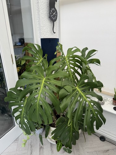 Monstera deliciosa swiss - deliciosa,