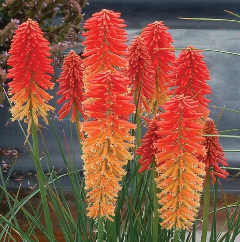 Kniphofia poco sunset - kniphofia, poco™