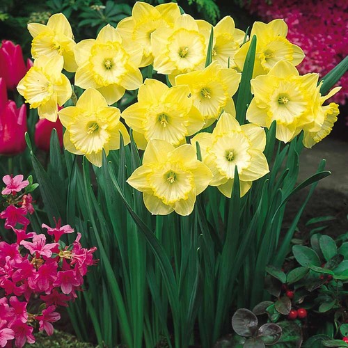 Narcissus patricks day - narcissus,