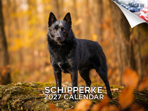 Schipperke 2027 wall - 2027, calendar