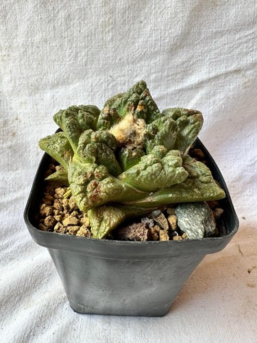 Ariocarpus suratus hyb - fi,