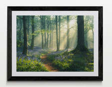 Bluebell Woodland Forest