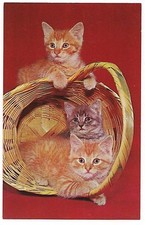 THREE KITTENS in Overturned