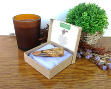 100% Genuine Large Spinosaurus