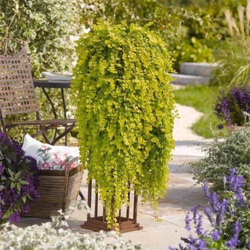 Golden creeping jenny - creeping,