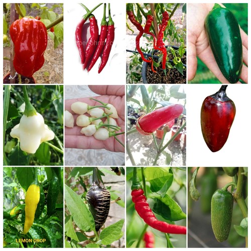 Hot chilli set 12 - of,