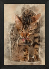 Bengal kitten 4 months old