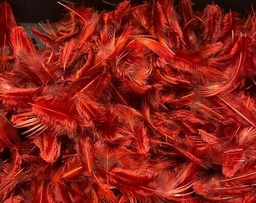 Dyed golden pheasant - golden,