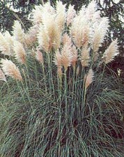 Cortaderia Pampas Grass