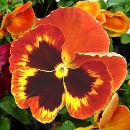 Pansy swiss giant flame viola - pansy,