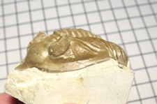Devonian trilobite fossil