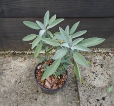 Sage Herb Plant in 13cm Pot