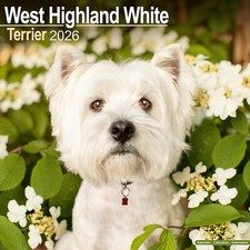 West Highland White Terrier