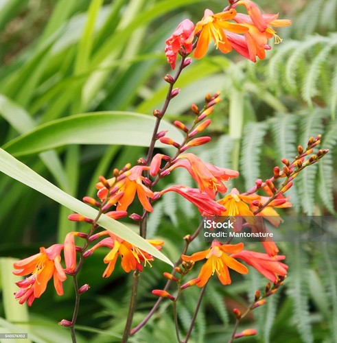 30x orange crocosmia plug