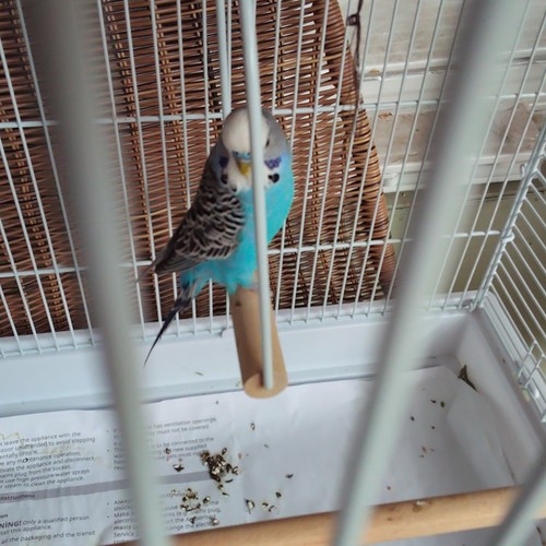 White wire metal bird - white,