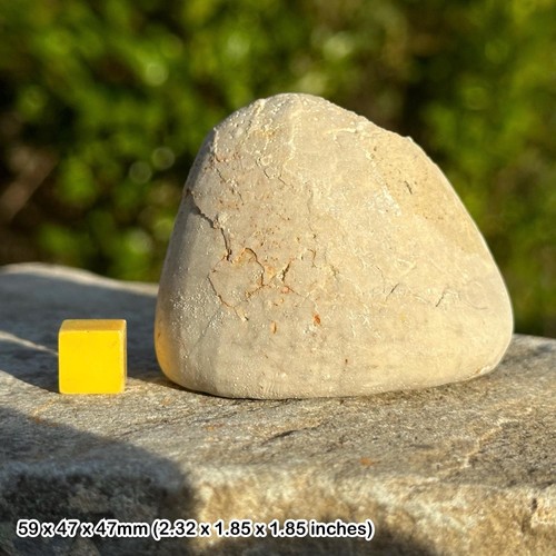 Echinocorys echinoid fossil