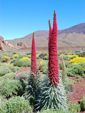 Echium wildpretii plug - , plant