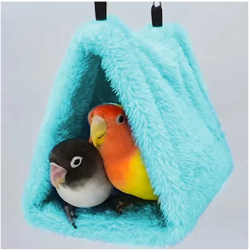 Pet bird parrot - , parakeet