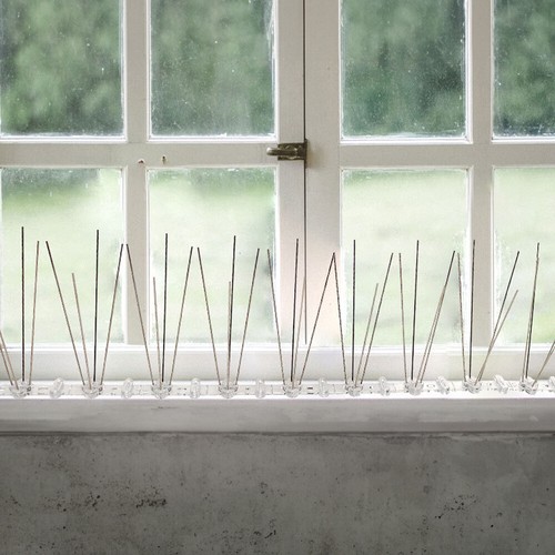 Bird steel spikes - bird, fences