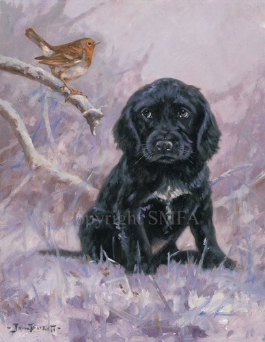Black cocker spaniel - cocker, puppy