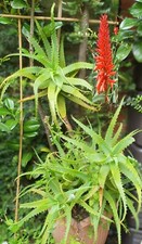 Aloe Candelabra, Aloe Arborescens, Krantz Aloe, potted 30cm