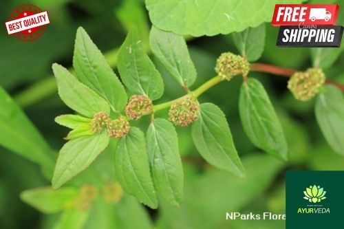 100 pure organic - pure, euphorbia