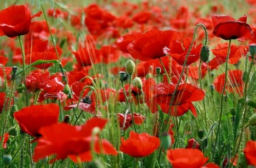 288 000 seeds - english, poppy