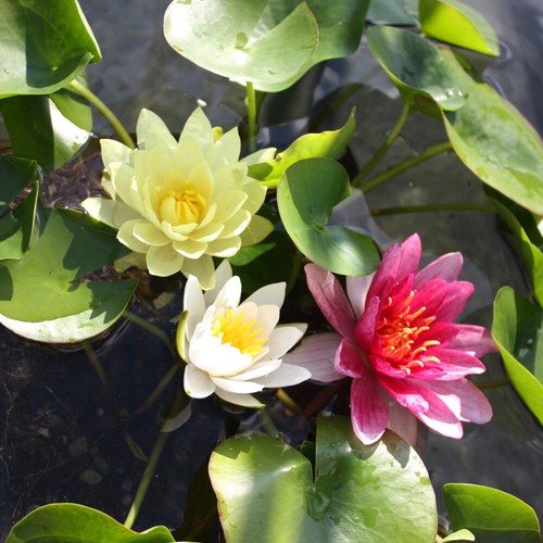Water lily pond plants - t&m,