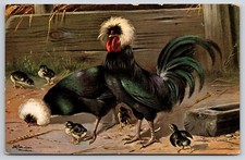 White Crested Black Polish Chickens Chicks Farmyard Scene Art Postcard Unposted