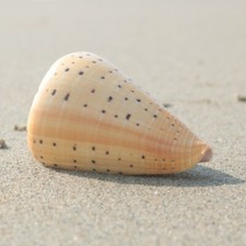 Natural Conch Shell Aquarium Fish Tank Ornament Landscape Seashells Decor Gift