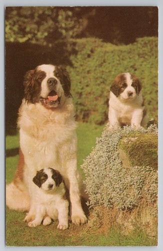 Bernard puppies dogs - bernard,