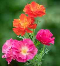 California Poppies - Eschscholzia Californica Thai Silk Flower Seeds - 180 Seeds